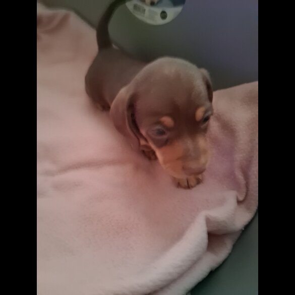 Dachshund (Miniature Smooth Haired)