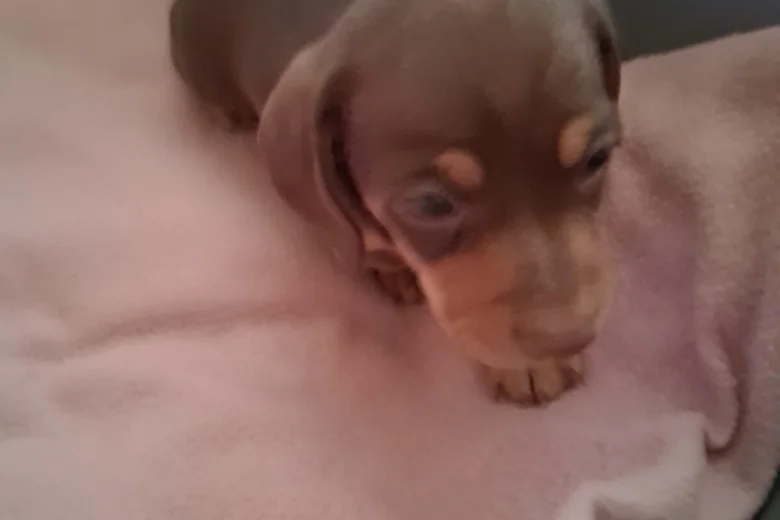 Dachshund (Miniature Smooth Haired)