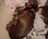 Dachshund (Miniature Smooth Haired)