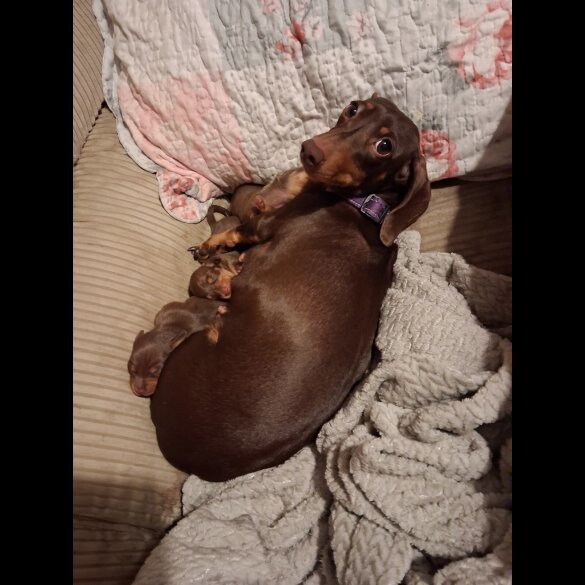 Dachshund (Miniature Smooth Haired)