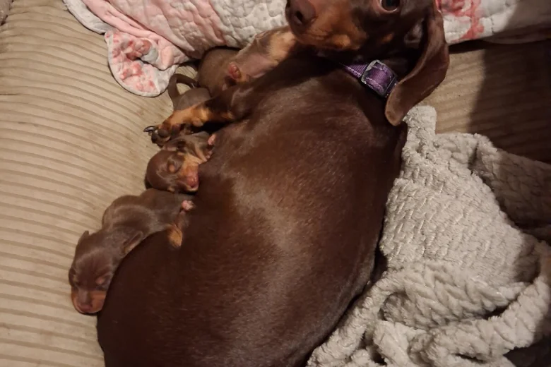 Dachshund (Miniature Smooth Haired)