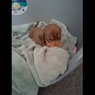 Dachshund (Miniature Smooth Haired)