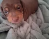 Dachshund (Miniature Smooth Haired)