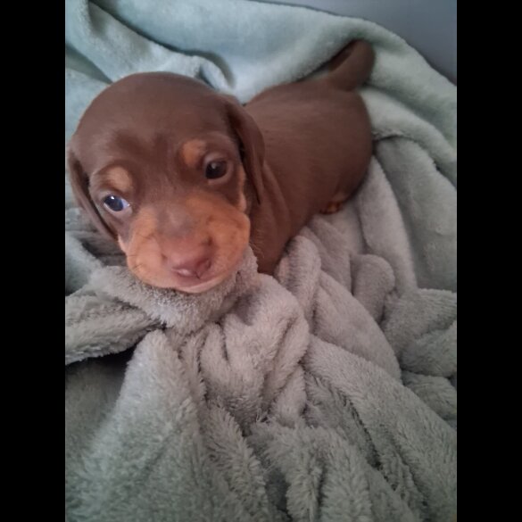 Dachshund (Miniature Smooth Haired)