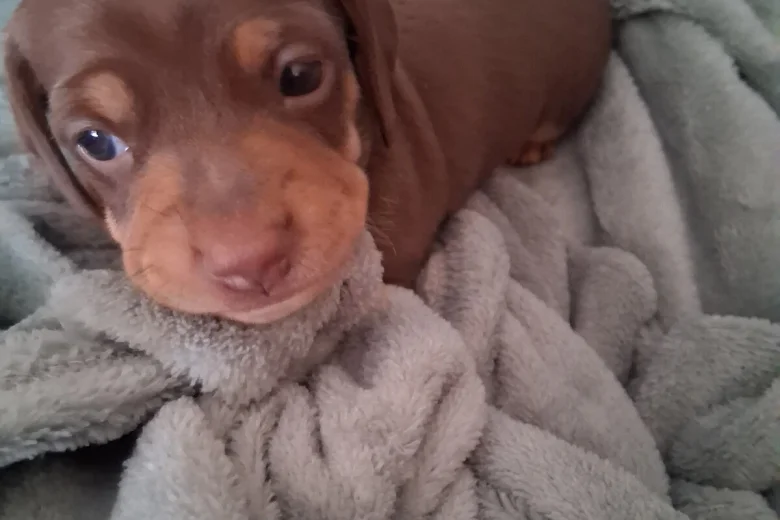 Dachshund (Miniature Smooth Haired)