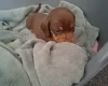 Dachshund (Miniature Smooth Haired)