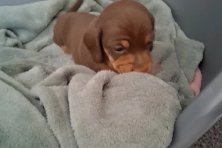 Dachshund (Miniature Smooth Haired)