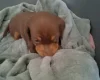 Dachshund (Miniature Smooth Haired)