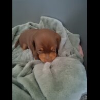 Dachshund (Miniature Smooth Haired)