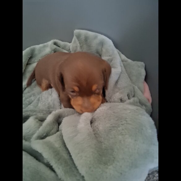 Dachshund (Miniature Smooth Haired)