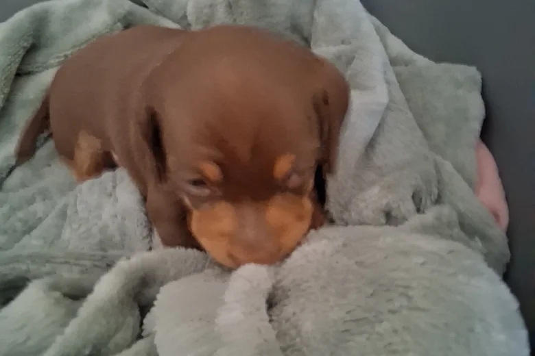 Dachshund (Miniature Smooth Haired)