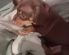 Dachshund (Miniature Smooth Haired)