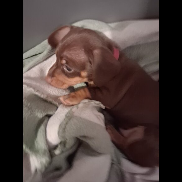 Dachshund (Miniature Smooth Haired)