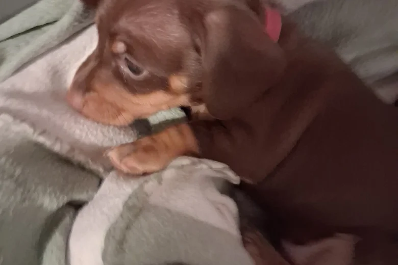 Dachshund (Miniature Smooth Haired)