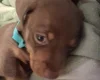 Dachshund (Miniature Smooth Haired)