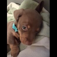 Dachshund (Miniature Smooth Haired)