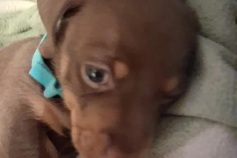 Dachshund (Miniature Smooth Haired)