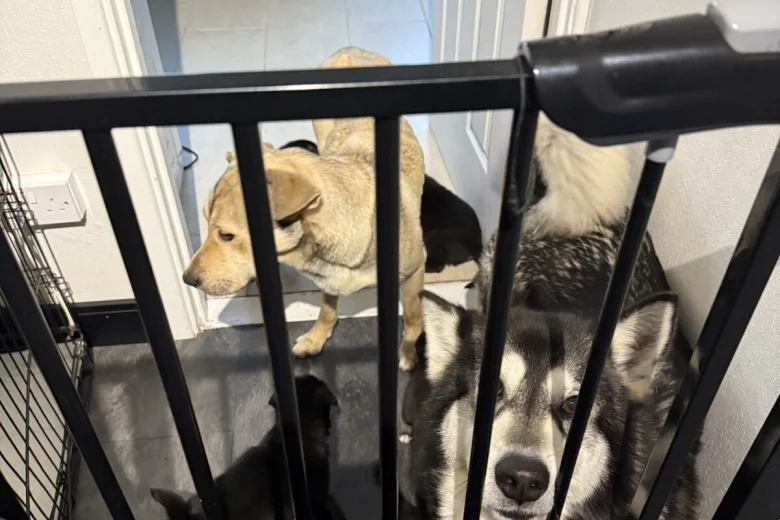 Mixed Breed