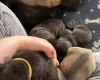 Mixed Breed