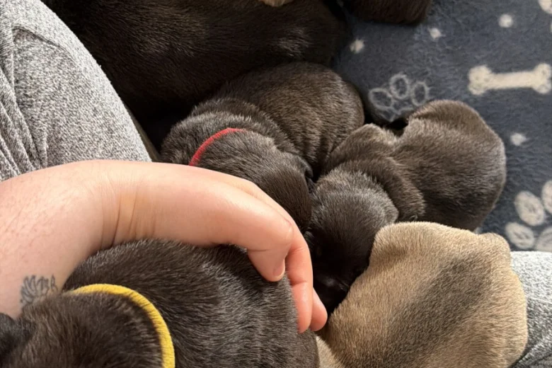 Mixed Breed
