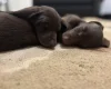 Mixed Breed