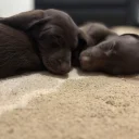 Mixed Breed