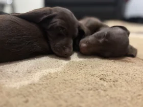 Mixed Breed