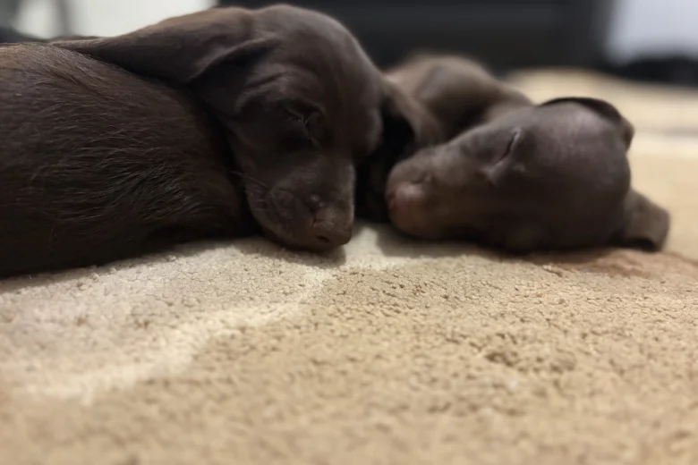 Mixed Breed