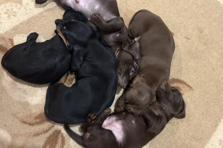 Mixed Breed