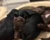 Mixed Breed