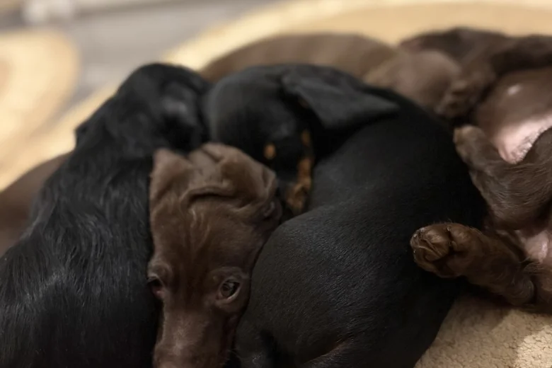 Mixed Breed