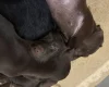 Mixed Breed