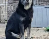 Mixed Breed
