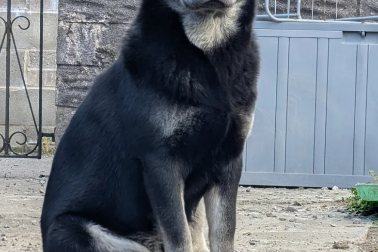 Mixed Breed