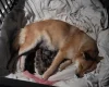Mixed Breed