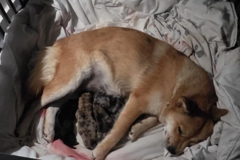 Mixed Breed