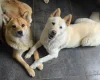 Mixed Breed