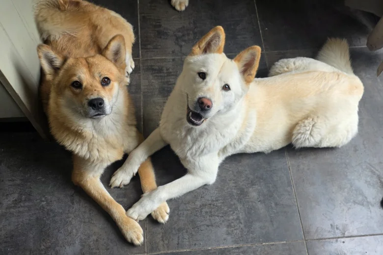 Mixed Breed