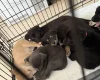 Mixed Breed