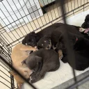 Mixed Breed