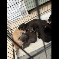 Mixed Breed