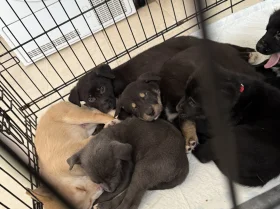 Mixed Breed