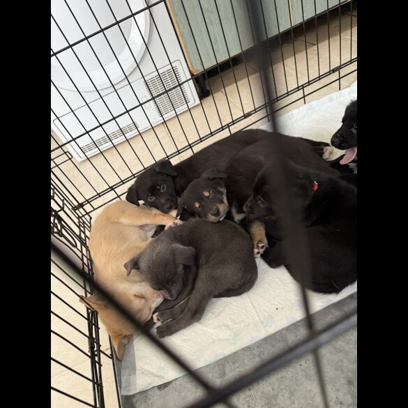 Mixed Breed
