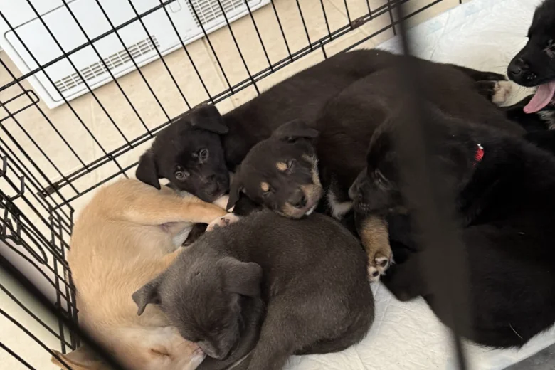 Mixed Breed
