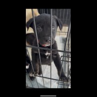 Mixed Breed