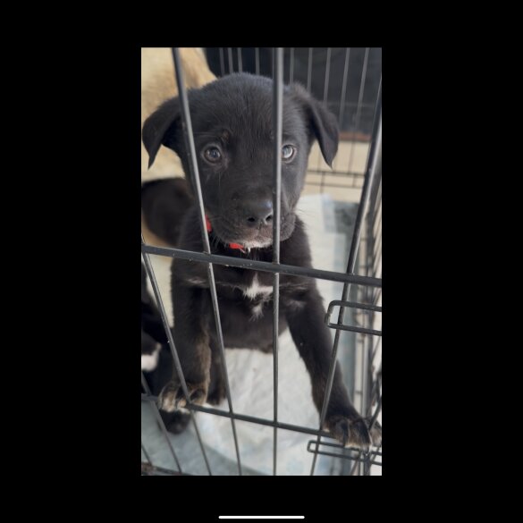 Mixed Breed