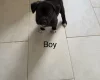 Mixed Breed