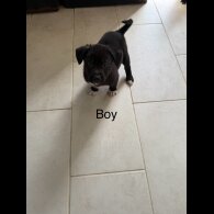 Mixed Breed