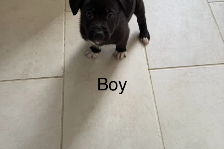 Mixed Breed