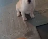Mixed Breed
